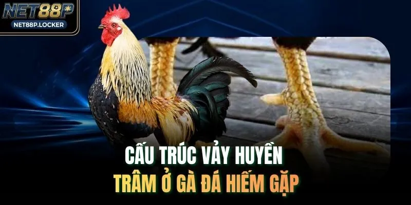 Cấu trúc vảy huyền trâm ở gà đá hiếm gặp