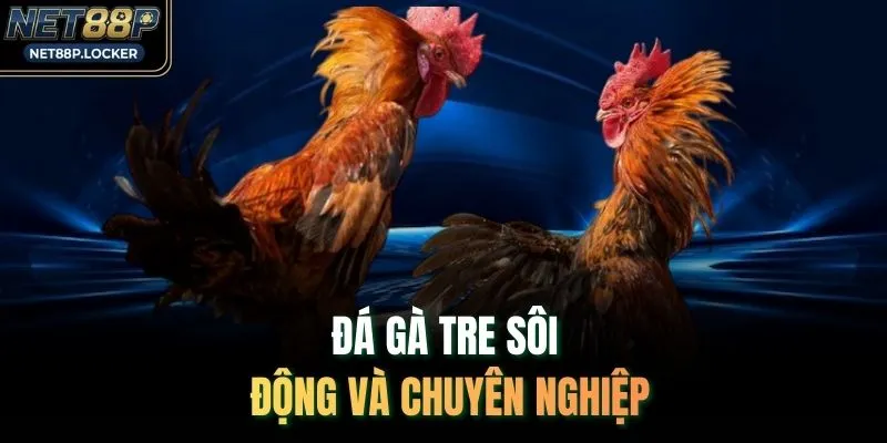Đá gà tre sôi động và chuyên nghiệp