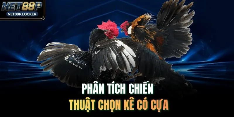 Phân tích chiến thuật chọn kê có cựa